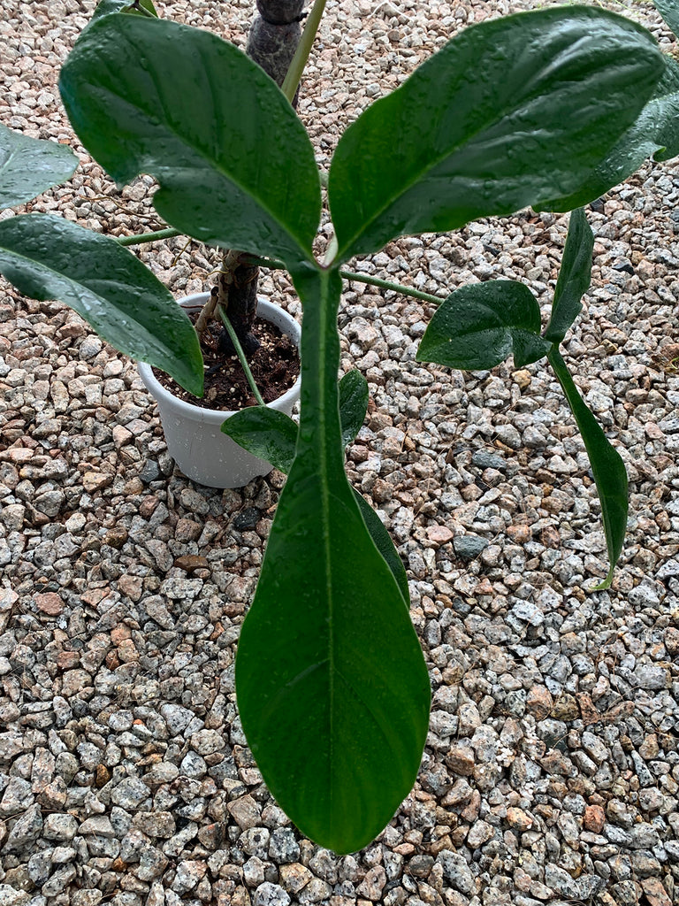 Philodendron 69686 #1