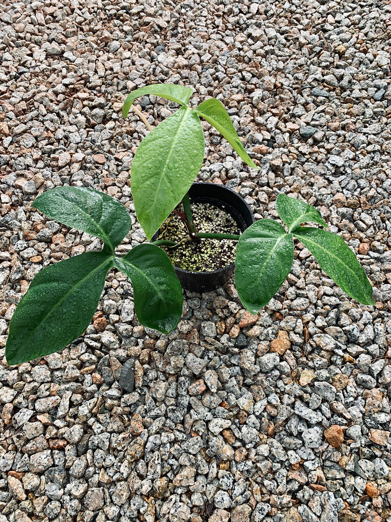 Philodendron barrosoanum #1