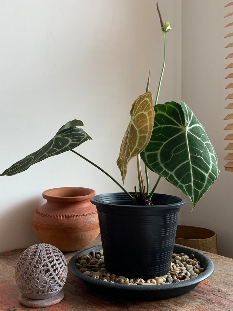 Anthurium clarinervium #1