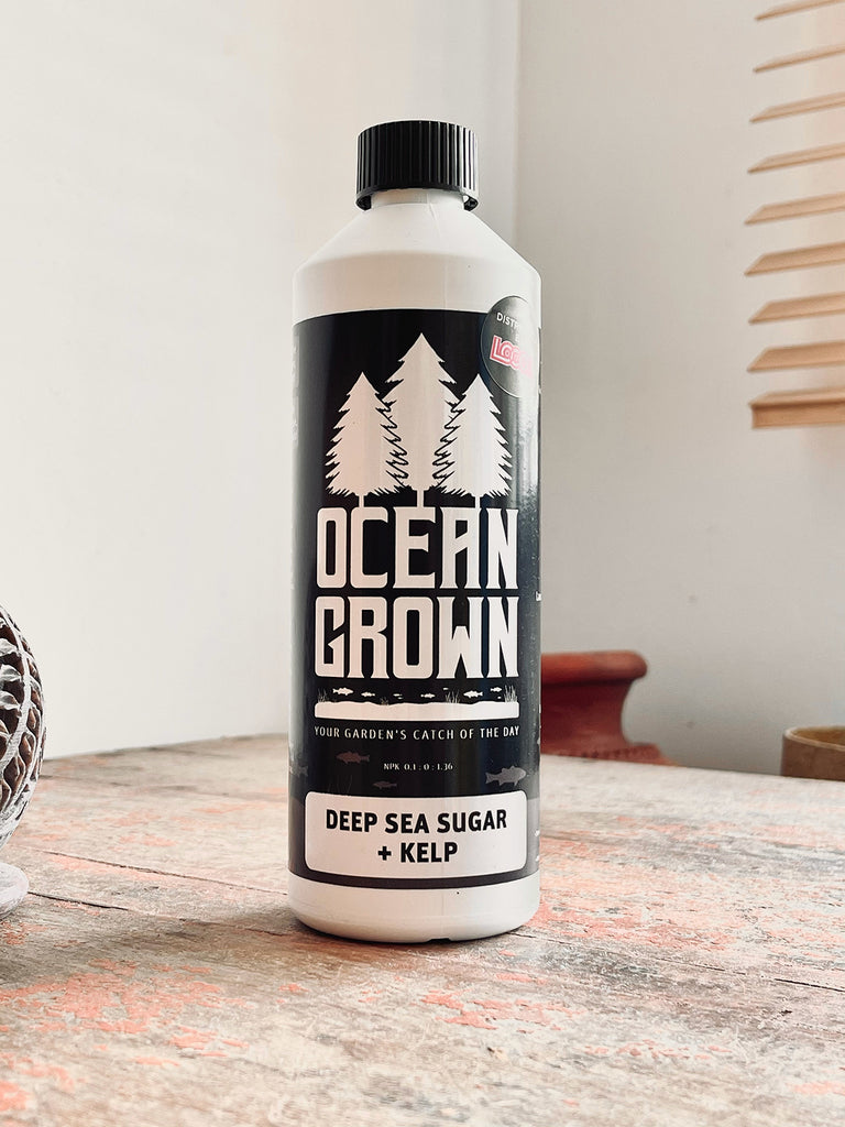 Ocean Grown Deep Sea Sugar + Kelp