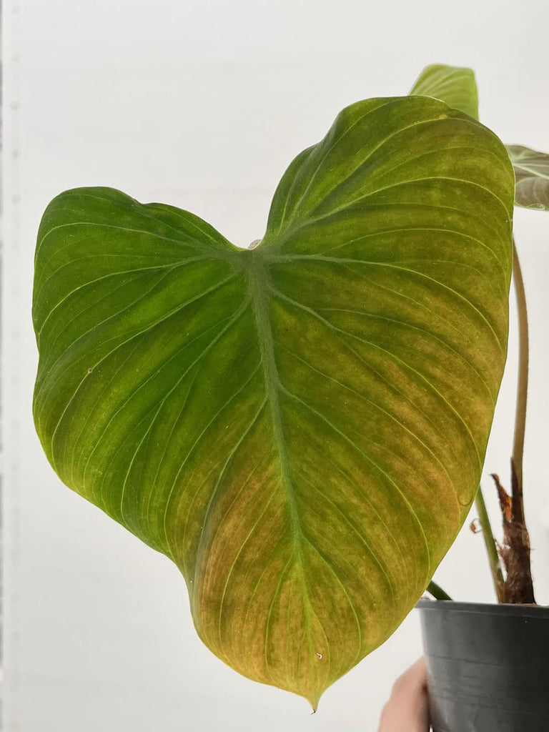 Philodendron "El Choco red" #1