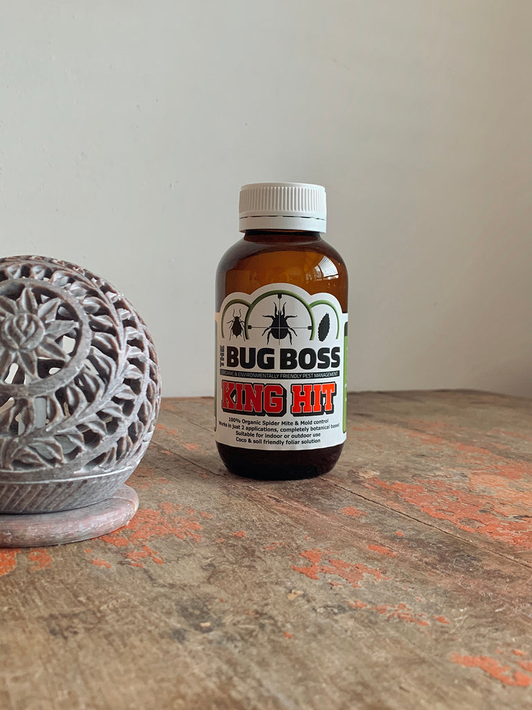 Bug Boss King Hit