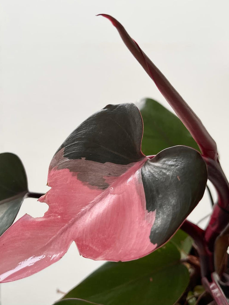Philodendron erubescens "Pink Princess" #3