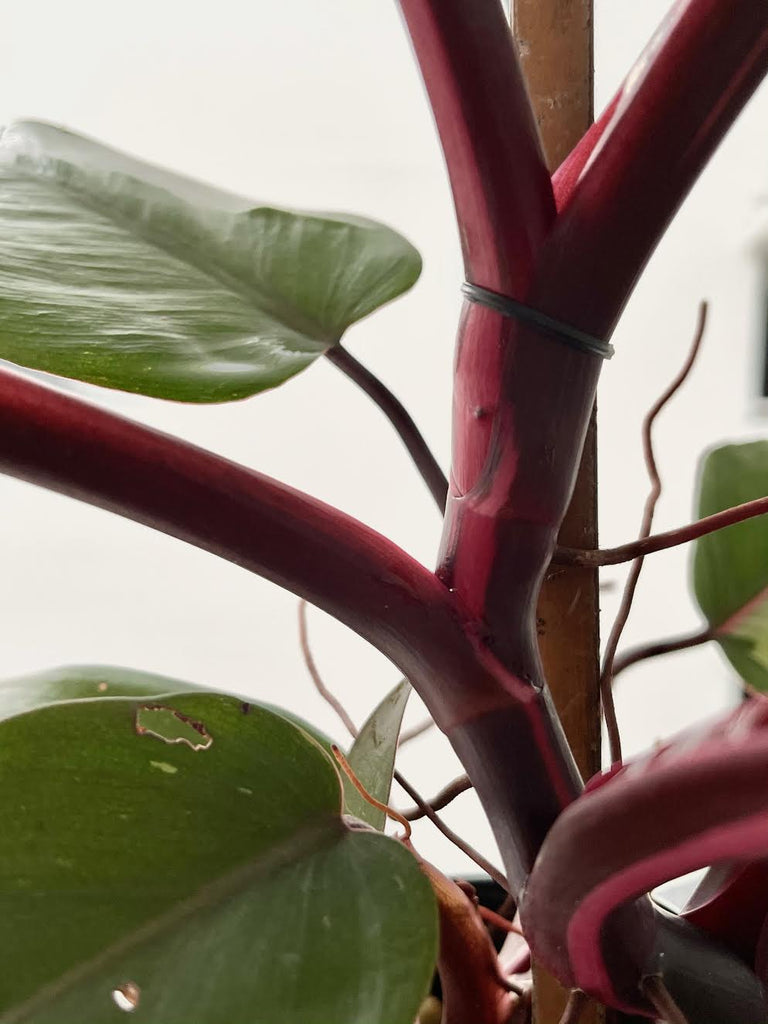 Philodendron erubescens "Pink Princess" #3