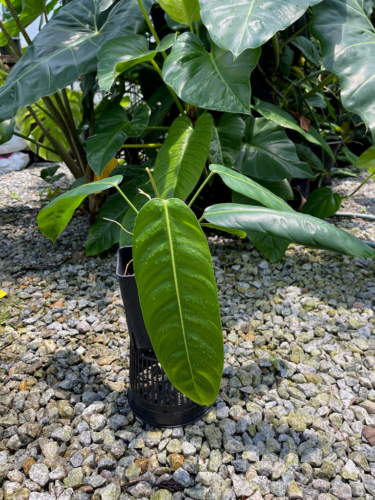 Philodendron patriciae #1