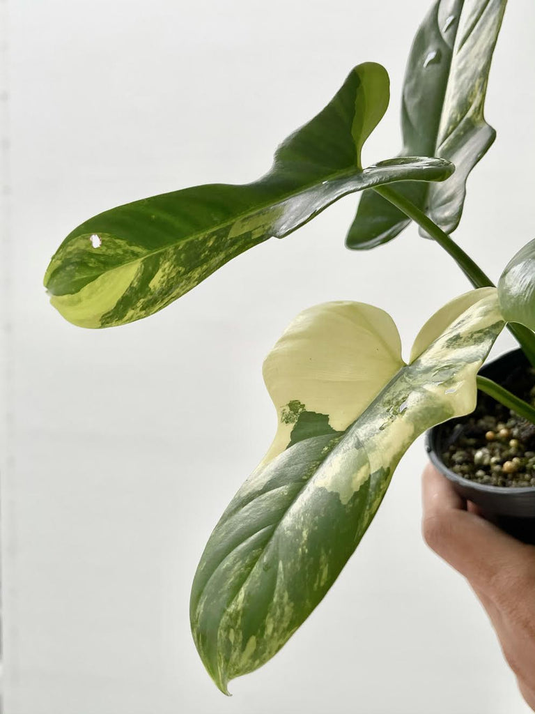 Philodendron bipennifolium "Violin" variegata #1