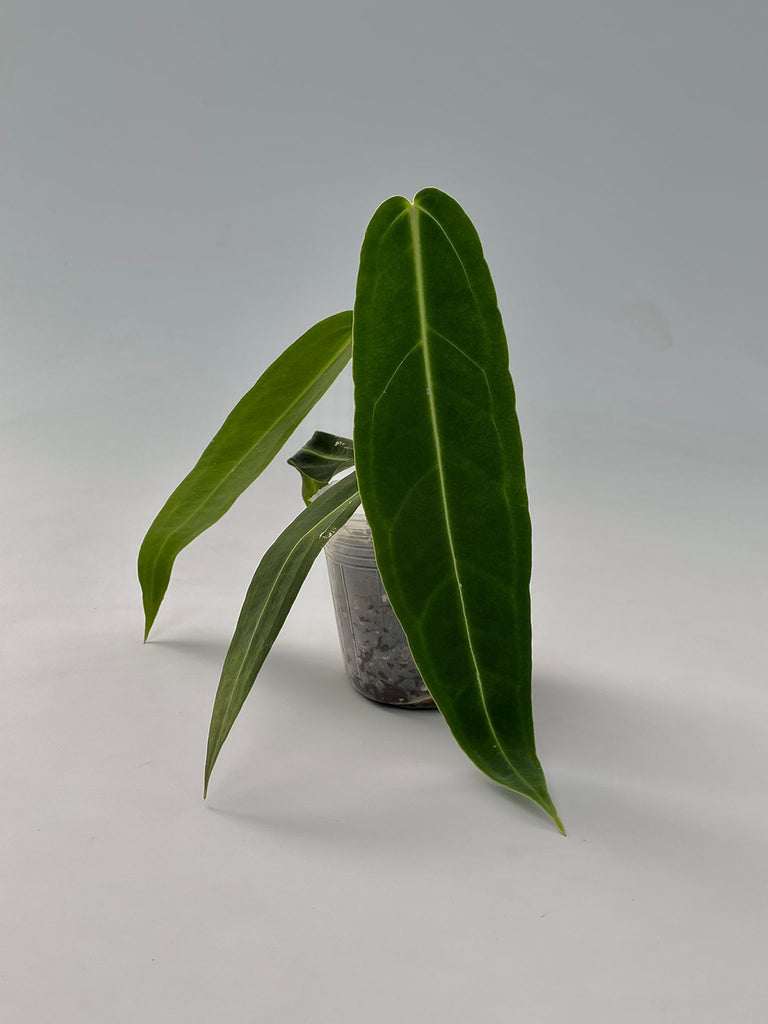 Anthurium warocqueanum #2