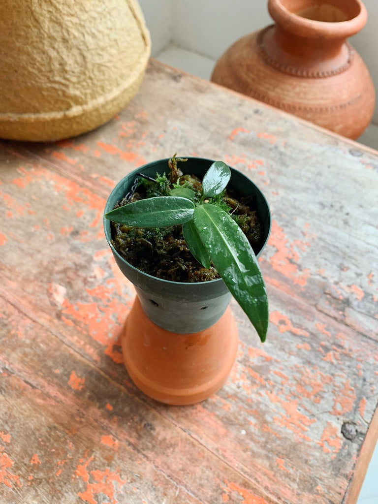 Anthurium wendlingeri #2