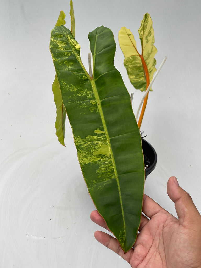 Philodendron billietiae variegated #1