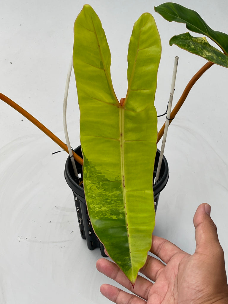 Philodendron billietiae variegated #1